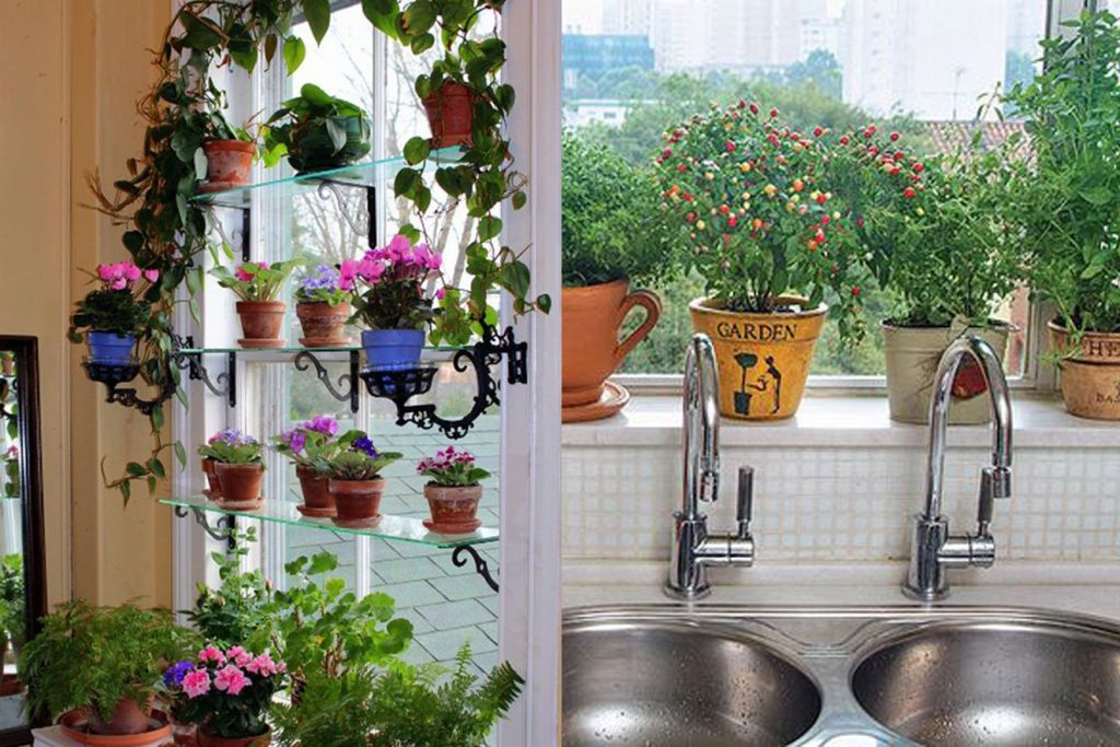 Aprenda quais as plantas ideais para Decorar cada ambiente de sua casa