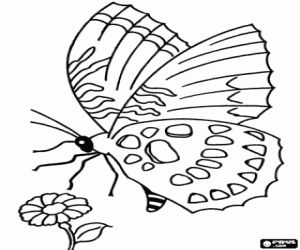 Desenho de borboleta recortar