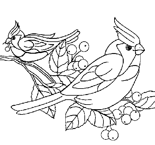 Desenhos para Colorir pássaros