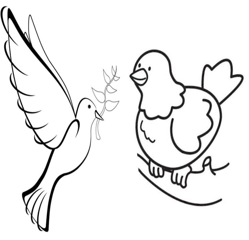 Desenho de pomba para colorir – Molde e imagens