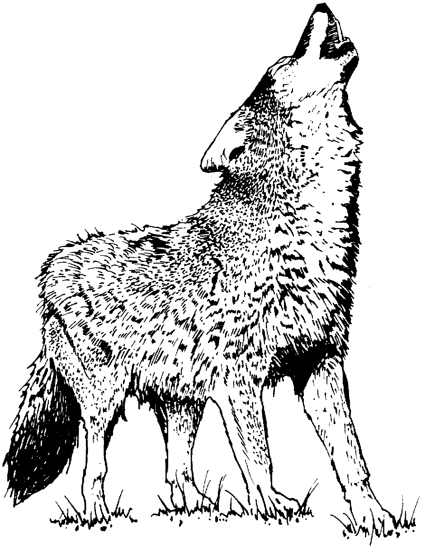 desenho de lobo uivando para colorir
