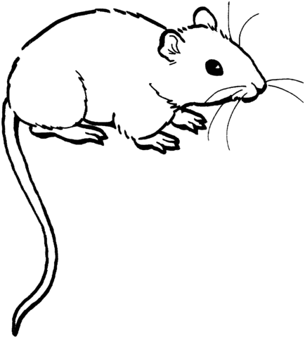 desenho de rato para colorir