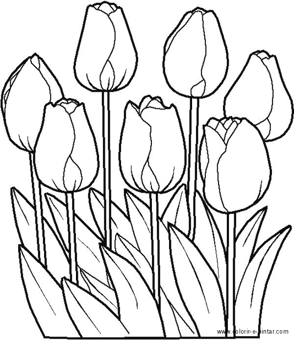 foto de tulipa para colorir