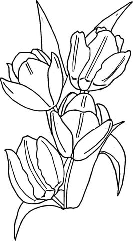 imagem de tulipa para colorir