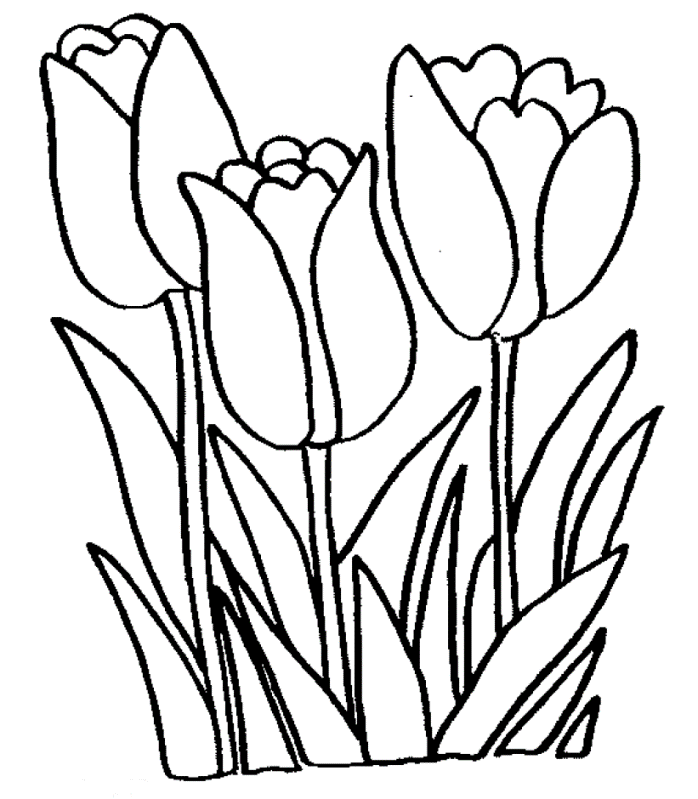 desenho de tulipa
