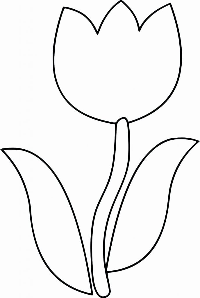 tulipa desenho