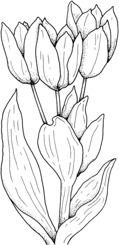 foto de tulipa para colorir