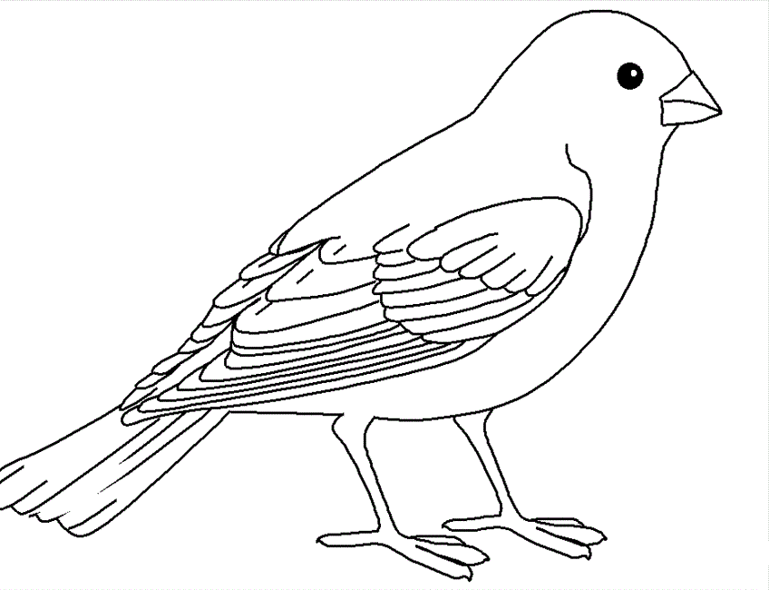 desenho de passaro