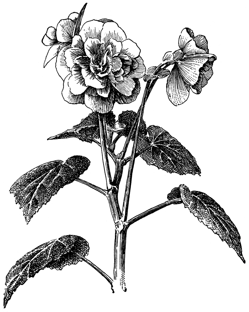 desenho de flor begonia para colorir