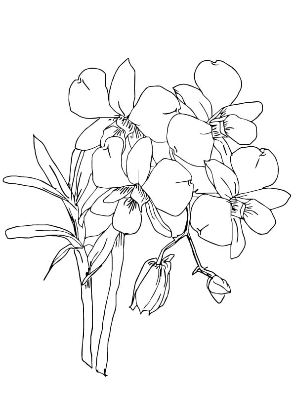 desenho de flor de orquidea para colorir