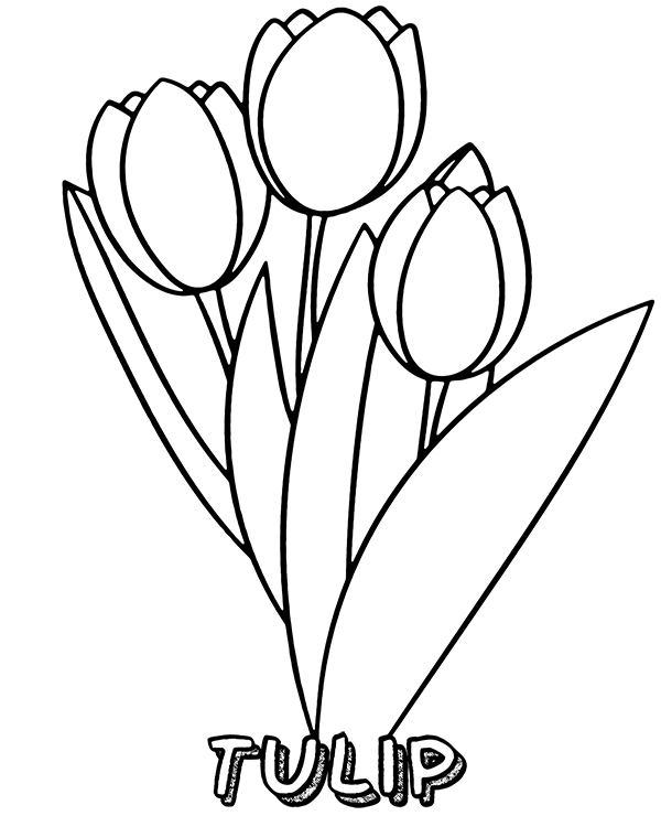 desenho de flor tulipa para desenhar