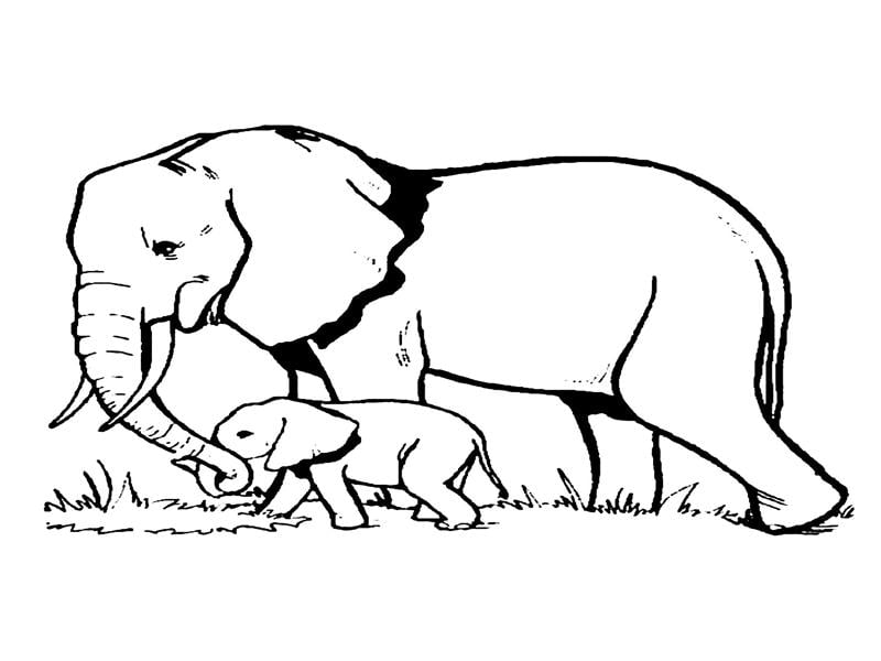 desenhos de elefante com filhote para colorir