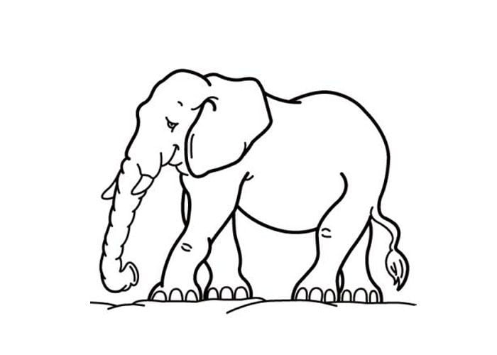 elefante para desenhar