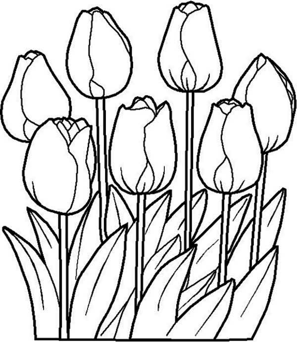 flor tulipa para colorir
