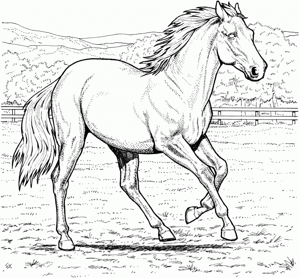 imagem de cavalo para pintar