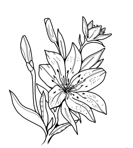 imagem de flor lirio para desenhar