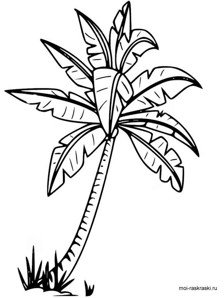 desenho de coqueiro para desenhar