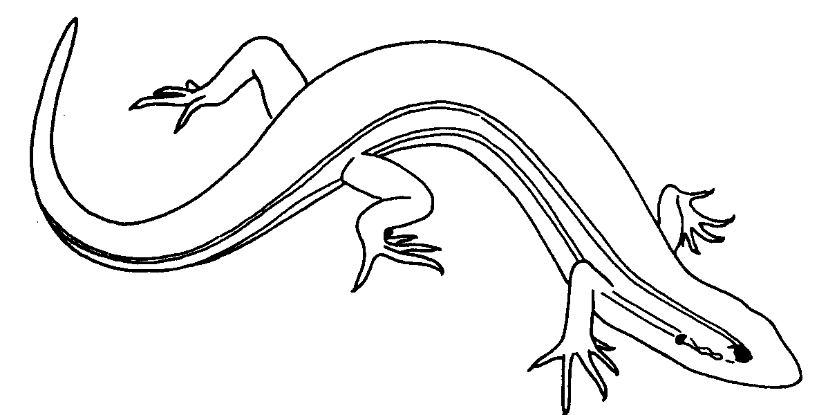 Desenho de lagartixa para colorir, imprimir e pintar
