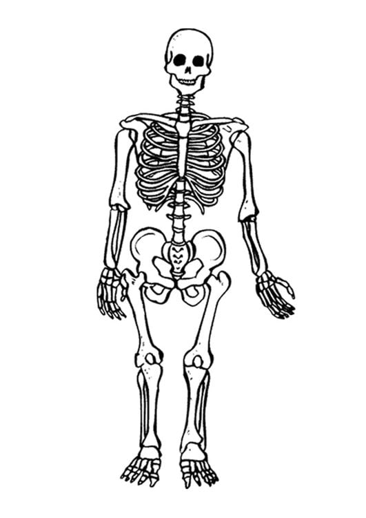 Desenho de esqueleto para desenhar