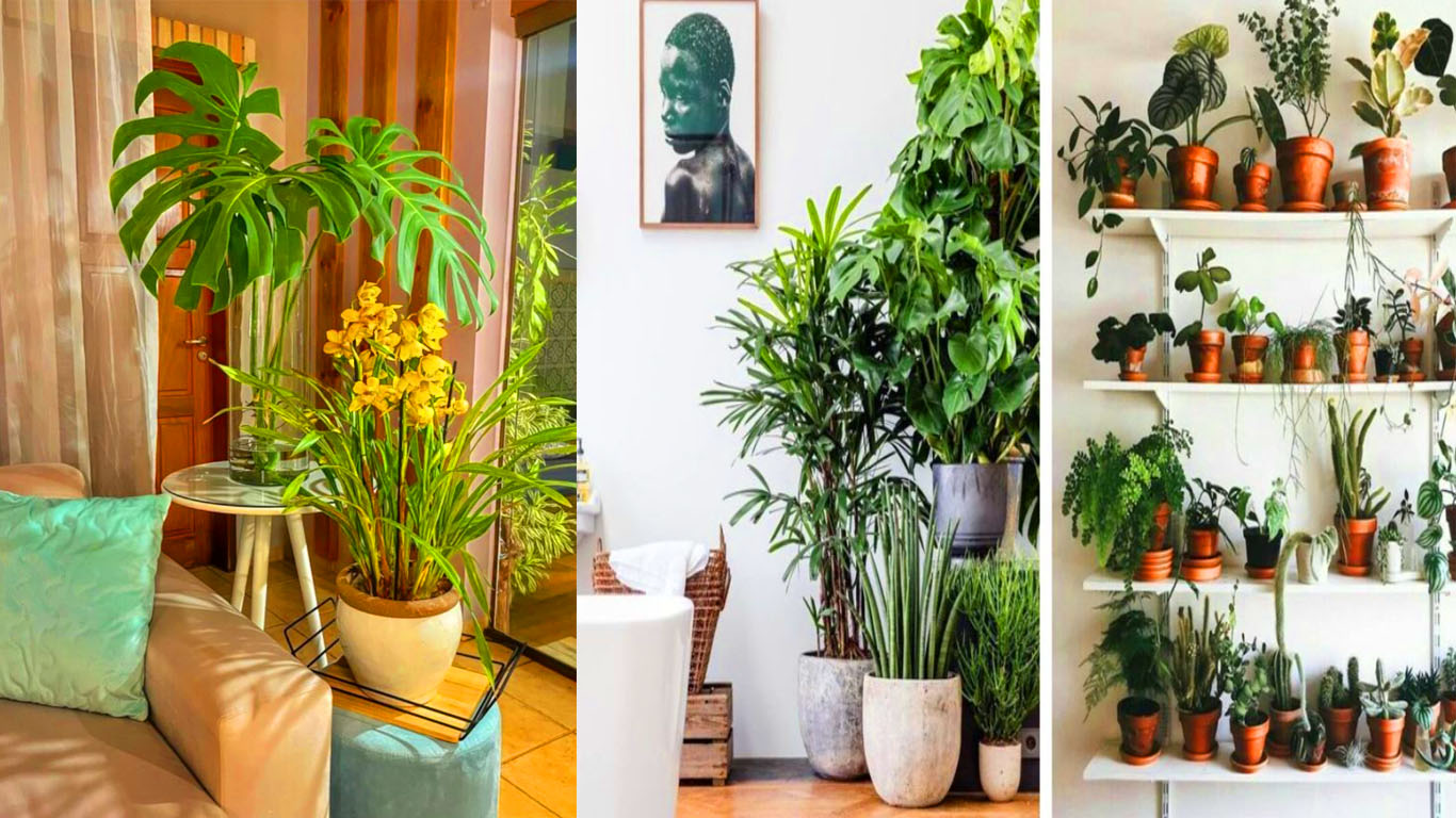 Decoração com plantas na sala: dicas para usar em casa