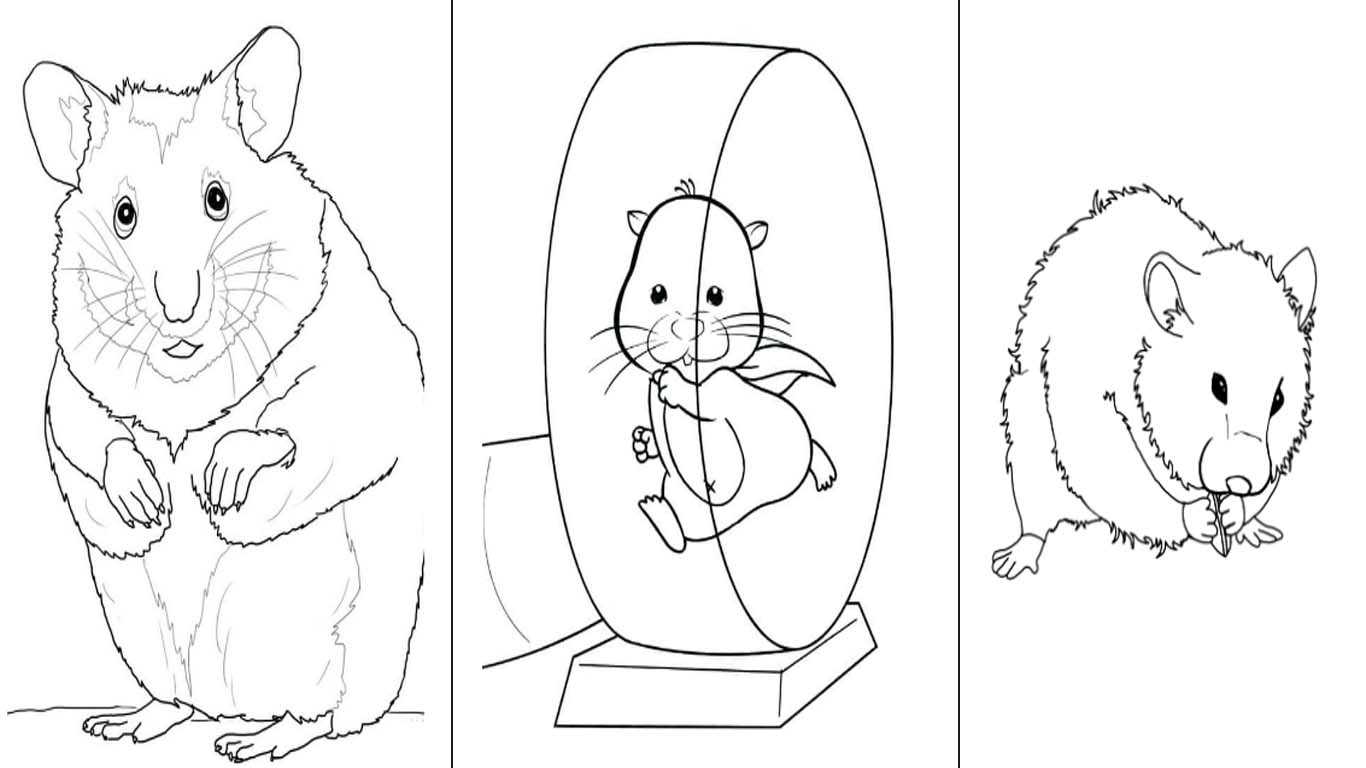 Hamster para colorir e desenhos para imprimir do animal