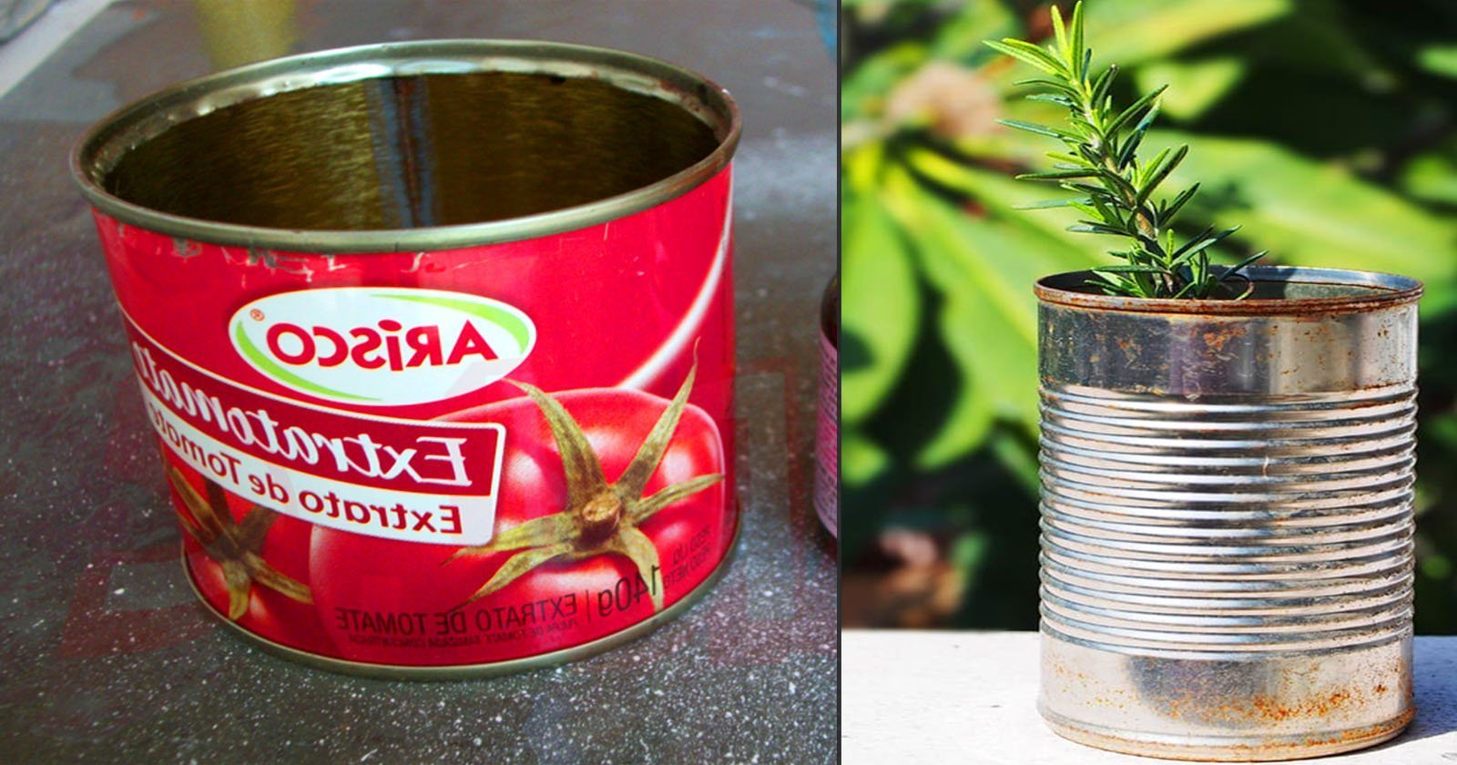 Formas úteis de reutilização de latas tomate na jardinagem que você vai querer saber