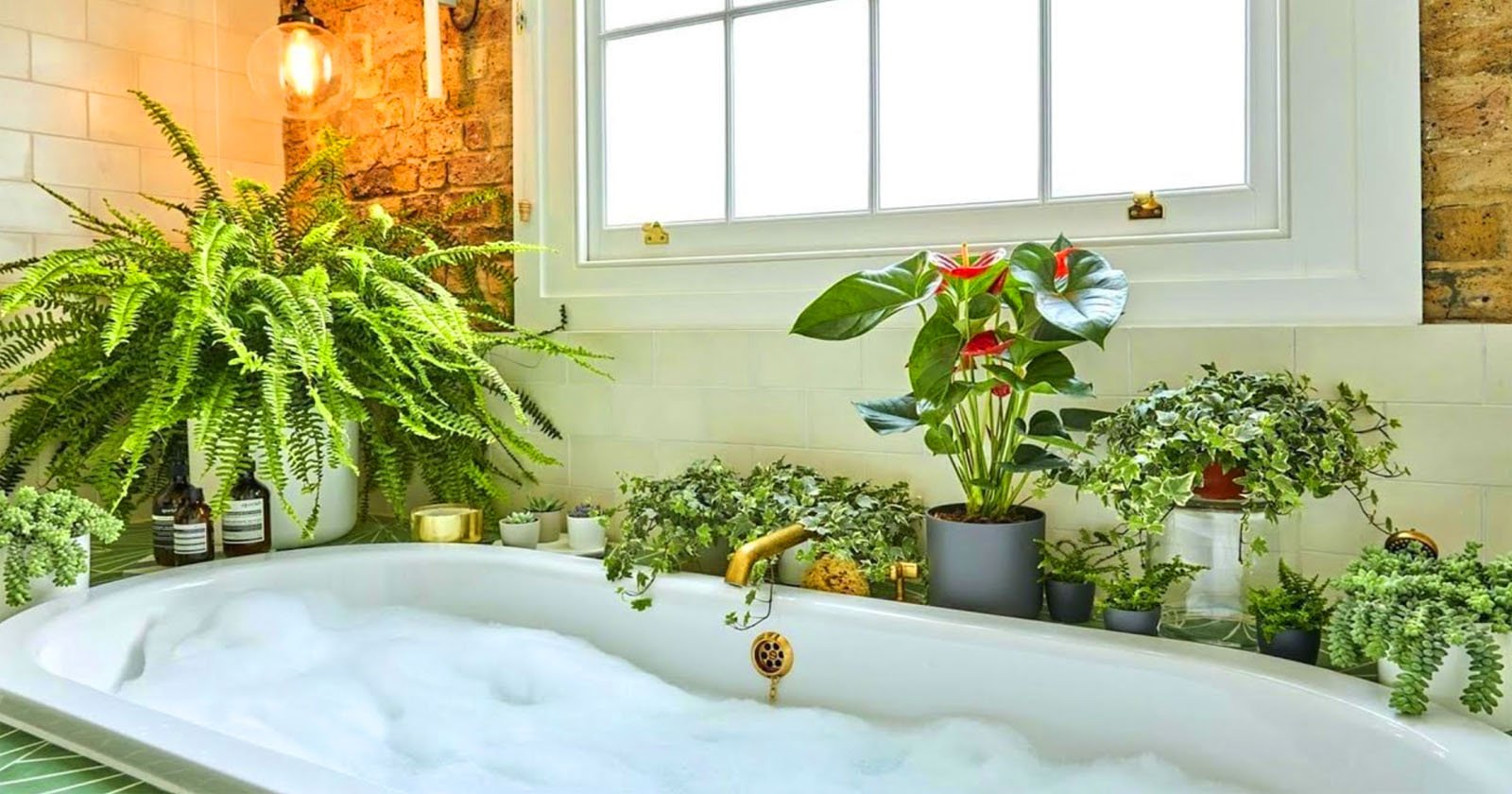 5 Plantas que você precisa para um banheiro fresco e sem odores