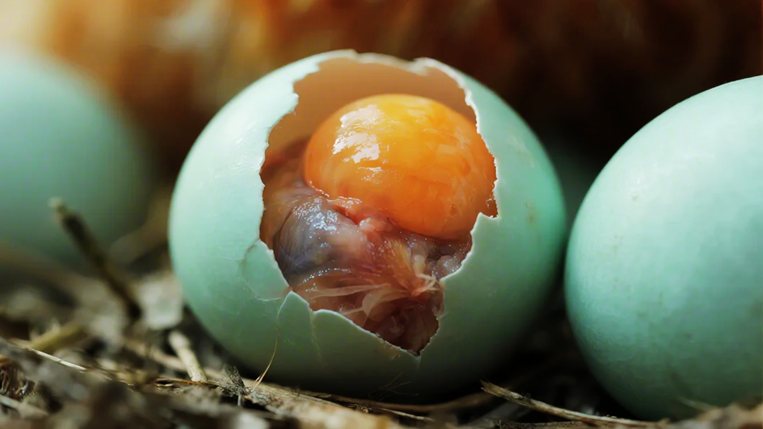 Descoberta novas propriedades do ovo que vai chocar você